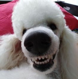 Barboncino bianco che sorride, primo piano del muso con denti in mostra. Sfondo sfocato rosso.