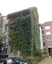 Efeubewuchs auf der Fassade