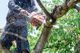 Person cutting a tree branch with a chainsaw, sawdust flying, with greenery in the background.