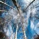 Looking up at tall, slender trees against a bright blue sky with scattered clouds.