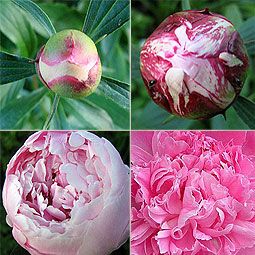 Vier Pfingstrosenknospen in verschiedenen Blühstadien, von Knospe bis volle Blüte.