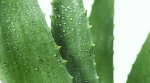 Aloe-Blätter mit Wassertropfen, Nahaufnahme vor weißem Hintergrund.