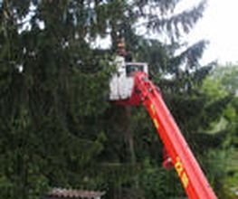 Baumschubser Wiesbaden