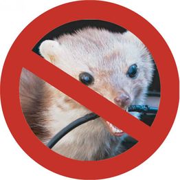 Ein Marder beißt in ein Kabel, durchgestrichenes rotes Warnzeichen.