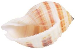 Muschelschale mit Rosatönen, offenen Eingangsbereich und spiraliger Struktur.