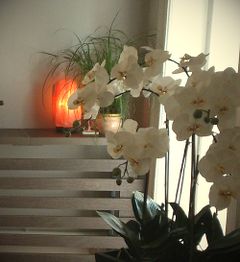 Weiße Orchideen vor Fenster, im Hintergrund eine leuchtende Salzlampe und grüne Pflanze.