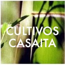 Texto "Cultivos Casaita" sobre fondo verde y hojas de bambú.
