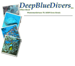 Tauchausflüge mit DeepBlueDivers, mehrere bunte Meeresfische abgebildet.