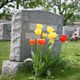 Tombstone with red and yellow tulips in a cemetery.