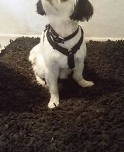 Dodo`s Hundesalon Logo