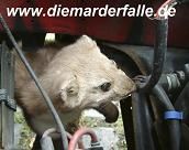 Ein Marder knabbert an Kabeln in einem Fahrzeugmotorraum. Oben steht: "www.diemarderfalle.de".