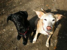 Zwei Hunde, einer schwarz und einer hell, sitzen auf einem sandigen Boden und schauen nach oben.