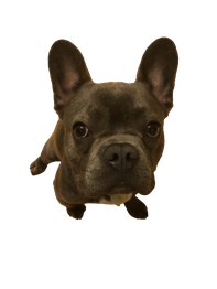 Ein sitzender, neugierig blickender, brauner Bullterrier.