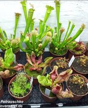 Karnivoren Sortiment