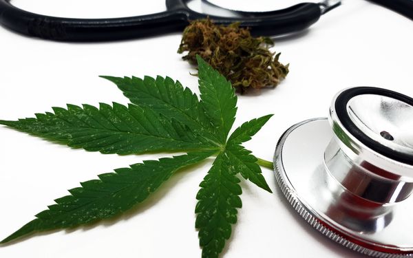Cannabisblatt und Cannabisblüten neben einem Stethoskop auf weißem Hintergrund.