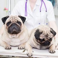 Two pugs sitting on a vet's table, with a vet in white coat behind them.