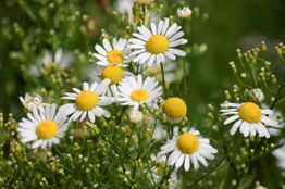 Weiße Kamillenblüten mit gelben Zentren in einem grünen Feld.