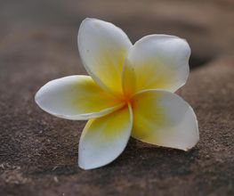 Thamnhanthai-Massage Logo