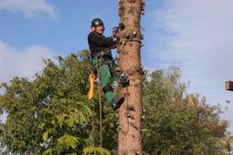 Ein Baumkletterer mit Helm klettert einen Baum hinauf, umgeben von grünen Blättern und blauem Himmel.