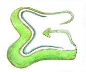 Grüne, abstrakte Form mit Pfeil, die an einen Flussverlauf erinnert, auf weißem Hintergrund.