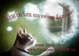 Katze schaut aus dem Fenster mit Text: "Träumt Ihre Katze auch von einem Katzennetz?"
