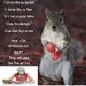 Squirrel with boxing gloves, text on left, inset of woman holding a squirrel.