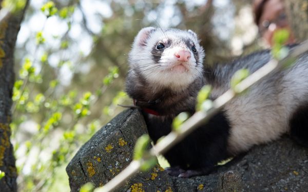 Ein Frettchen, das auf einem Baum sitzen.