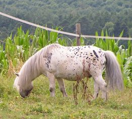 Weißer Leopard-Pony mit schwarzen Flecken, grast auf einer Wiese vor einem Wald.