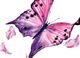 Rosa Schmetterling mit schwarzen Flecken fliegt neben Rosenblättern vor weißem Hintergrund.