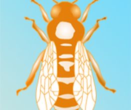 Kennzeichenbiene.de Logo