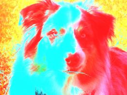 Bunt gefärbter Hund in einer stilisierten, thermischen Bilddarstellung auf buntem Hintergrund.