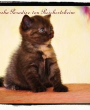 Brittisch Kurzhar Katzen