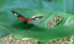 Schmetterling mit roten und schwarzen Flügeln auf grünem Blatt.