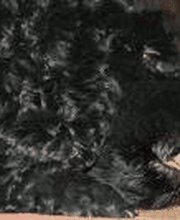 Einer unserer Hunde beim geniessen eines Fleischigens Rohen Knochens