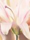 Zarte rosa Lilienblüte mit weichen, pastellfarbenen Tönen in Nahaufnahme.