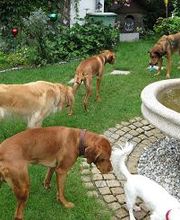 Im Dog-Motel fühlen sich alle wohl