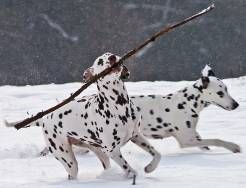 Zwei Dalmatiner spielen im Schnee, einer trägt einen Stock.