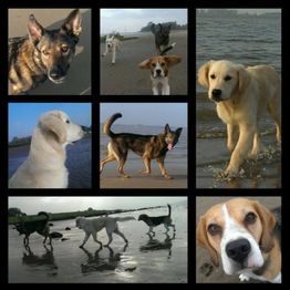 Collage von Hunden am Strand, spielen im Wasser und auf dem Sand.