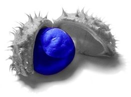 Grauer stacheliger Mantel mit leuchtend blauem Kern auf weißem Hintergrund.