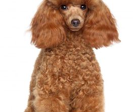 Hundesalon Lucky Logo