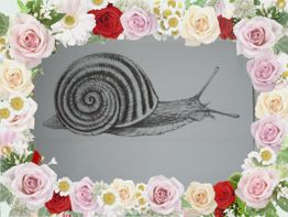 Schwarz-weiße Zeichnung einer Schnecke, umrahmt von bunten Rosen und Blüten.