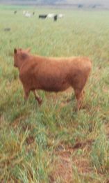 Vaca marrom no campo verde sob céu nublado, com outras vacas ao fundo.