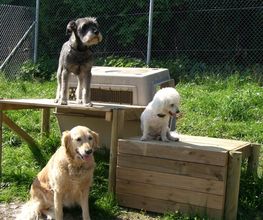 Hundepension Göppingen