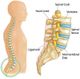 Diagram of the human spine, highlighting vertebrae, discs, spinal cord, and nerves.
