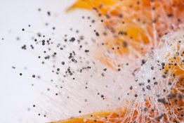 Nahaufnahme von Schimmelpilzsporen mit feinen Strukturen auf orangem Hintergrund.