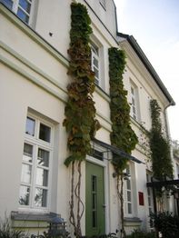 Hausfassade mit rankenden Pflanzen und grüner Tür.