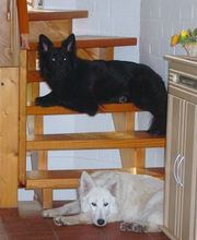 Weiße Schäferhunde