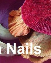 Clavus Artifex -Nagelstudio- Logo