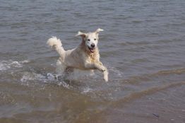 Ein fröhlicher Hund rennt durch flaches Wasser am Strand.