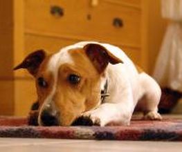 Für kleine Hunde!